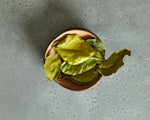 Feuilles de Citron Vert Arvinda's