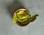 Arvinda's Kafir Lime Leaves